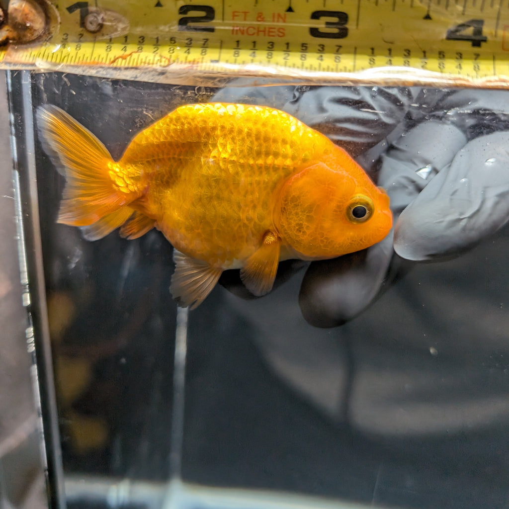 Ranchu Red White 3"-3.5" in. ID#403R7A-008