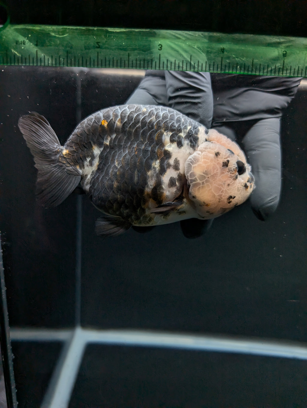 Jumbo Ranchu Heavy Ink Calico 4.5"-5" in. ID#828R8A-053