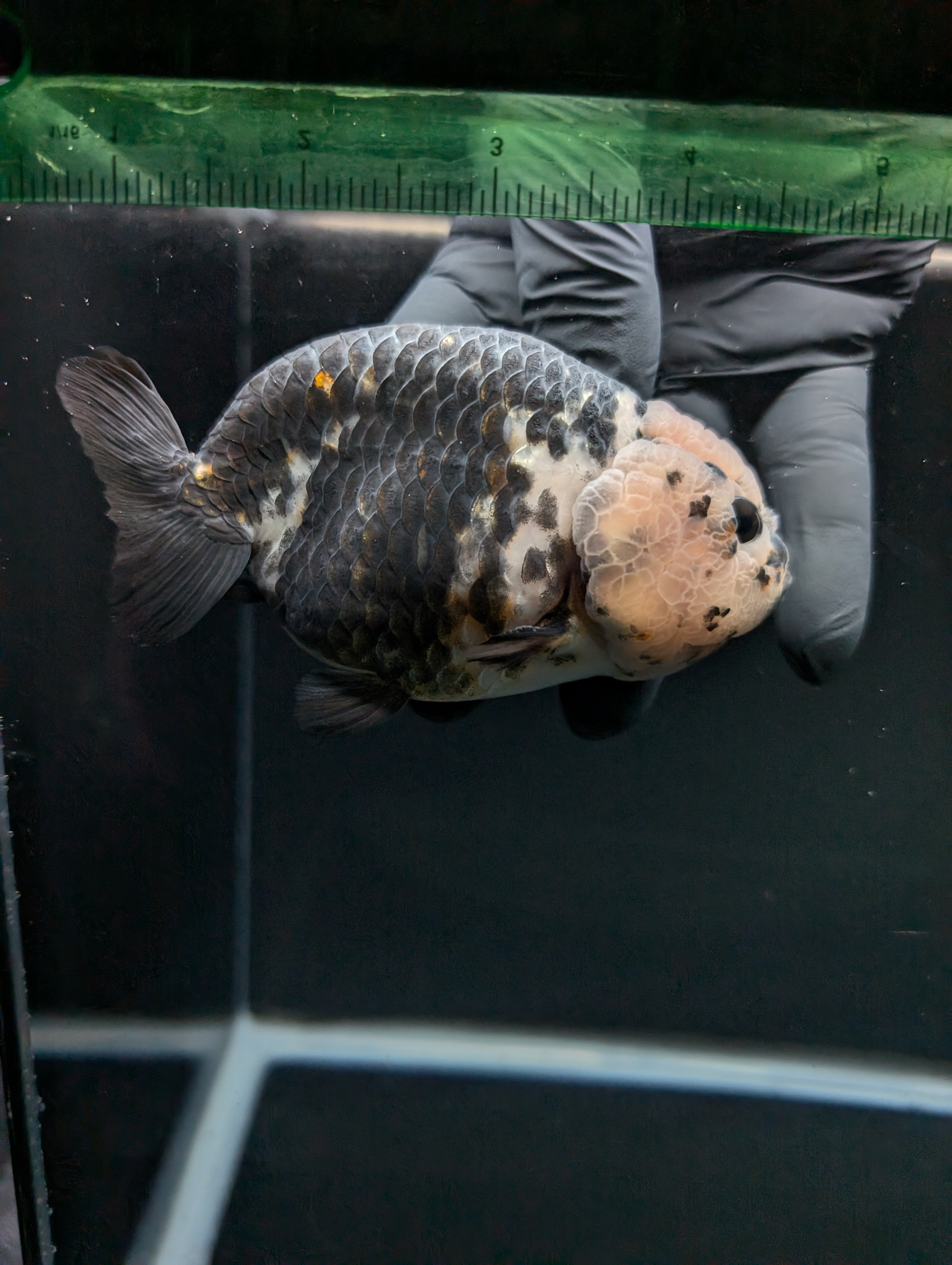 Jumbo Ranchu Heavy Ink Calico 4.5"-5" in. ID#828R8A-053