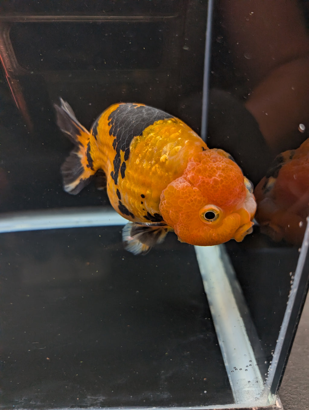 Jumbo Ranchu Calico 4.5"-5" in. ID#821R8A-034