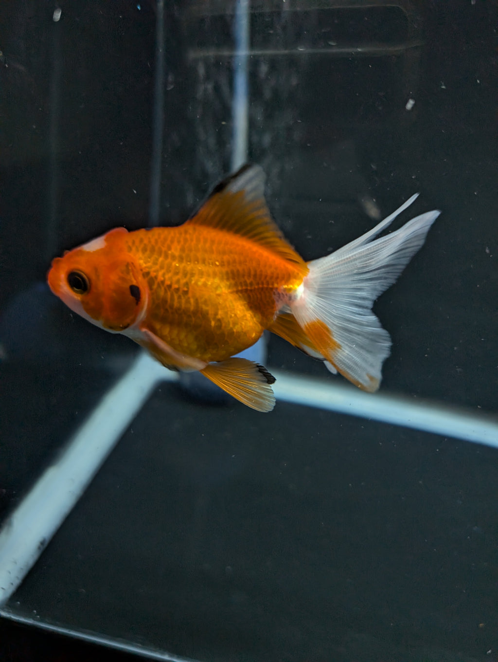 Juvenile Oranda  Red White 3"-3.5"in.  ID#619T1A-017