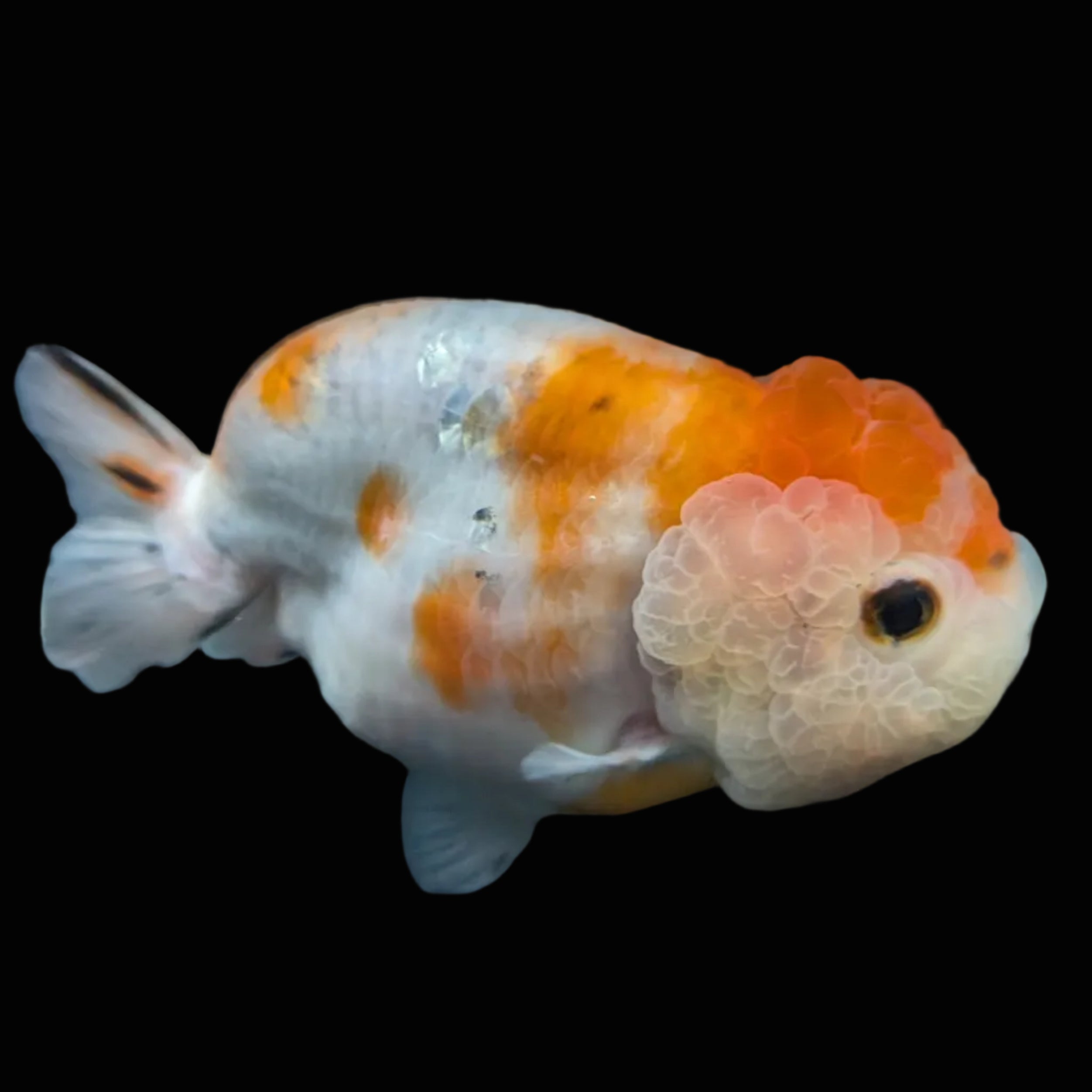 Jumbo Ranchu Sakura 4.5"-5" in. ID#828R8A-054
