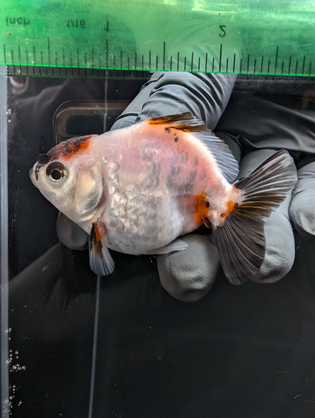 Baby Thai Shogun Oranda Tiger Panda 2"-2.5" in. ID#1023BSG11A-031