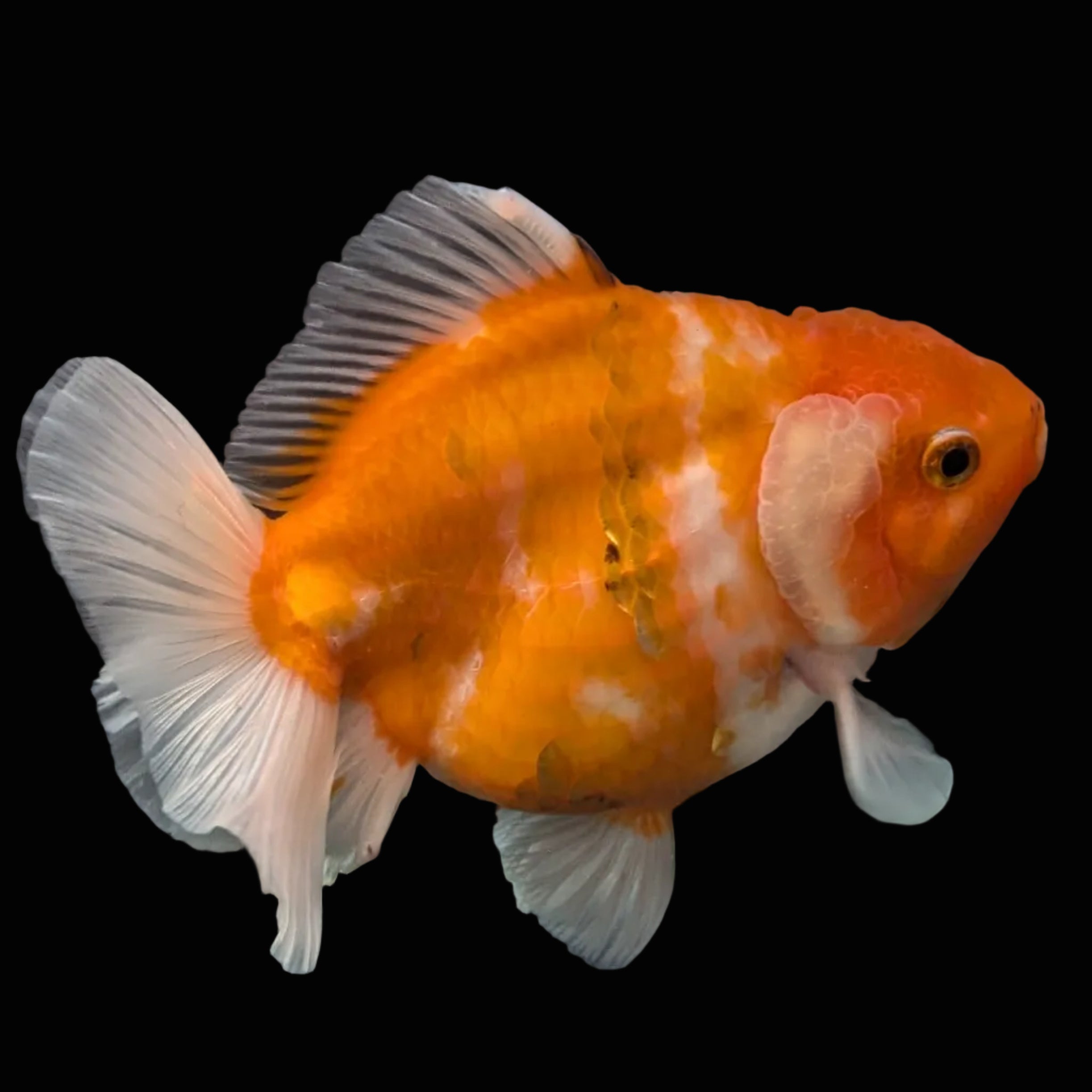 Jumbo Oranda Yuan Bao Sakura   4"-4.5"in. ID#807SB13A-002