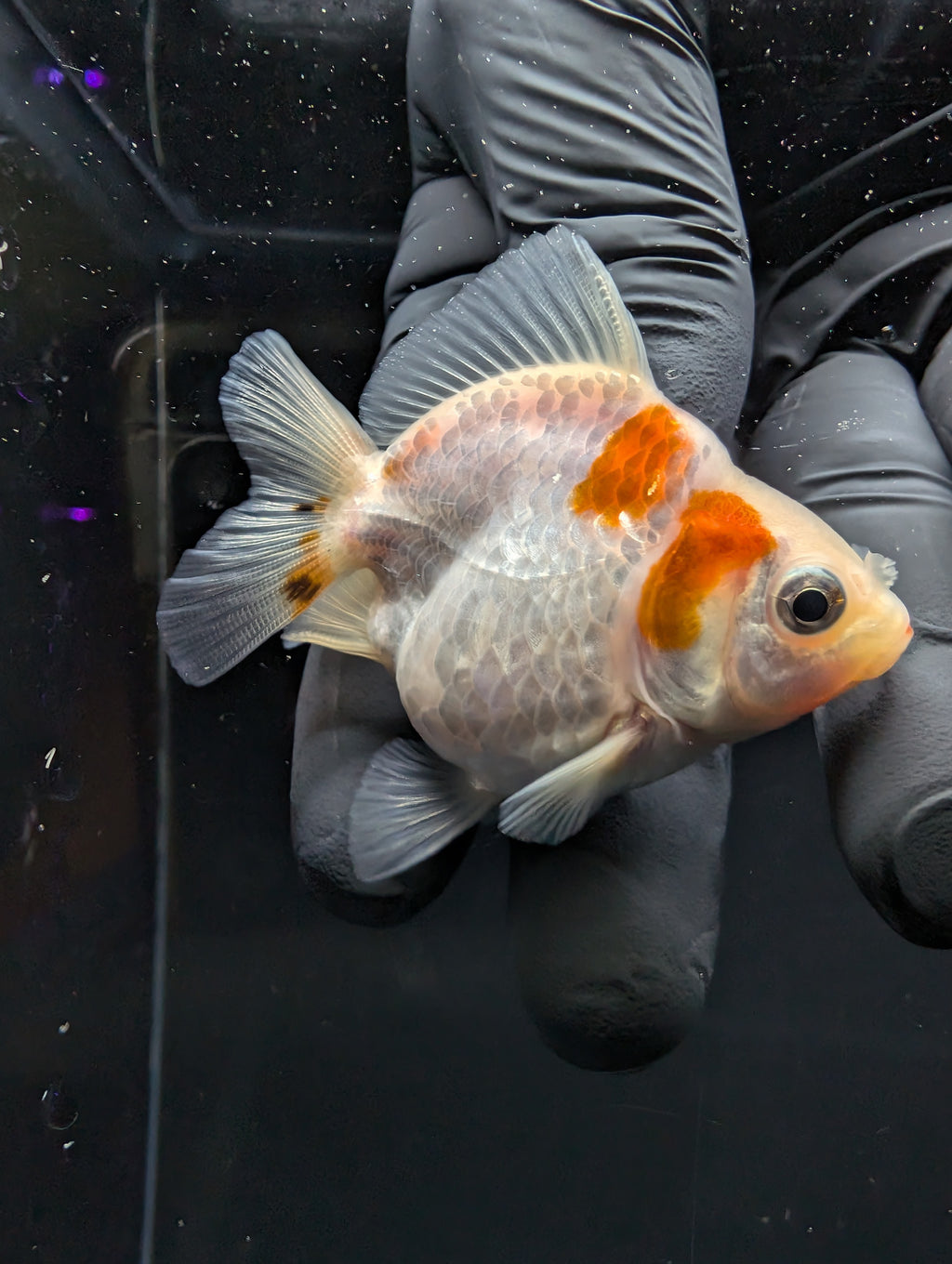 Baby Thai Shogun Oranda Red White 2"-2.5" in. ID#1016BSG11A-004