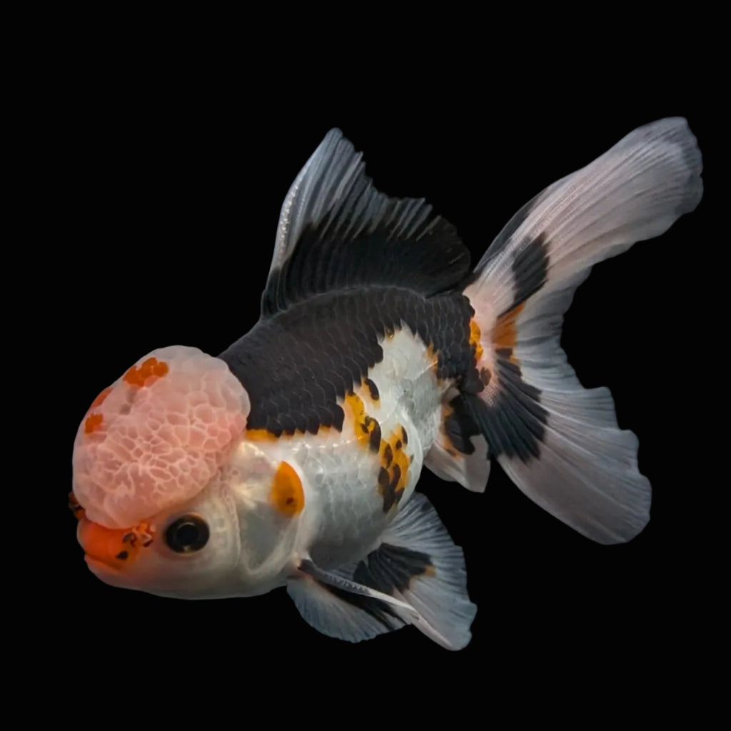 Thai Oranda Tricolor  4.5"-5"  ID#718T5B-003