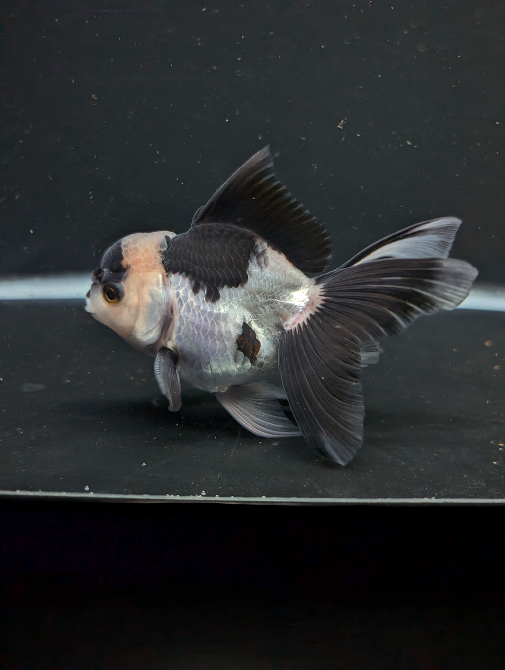 Thai Oranda Panda 4"-4.5"in.  ID#1016T1A-005