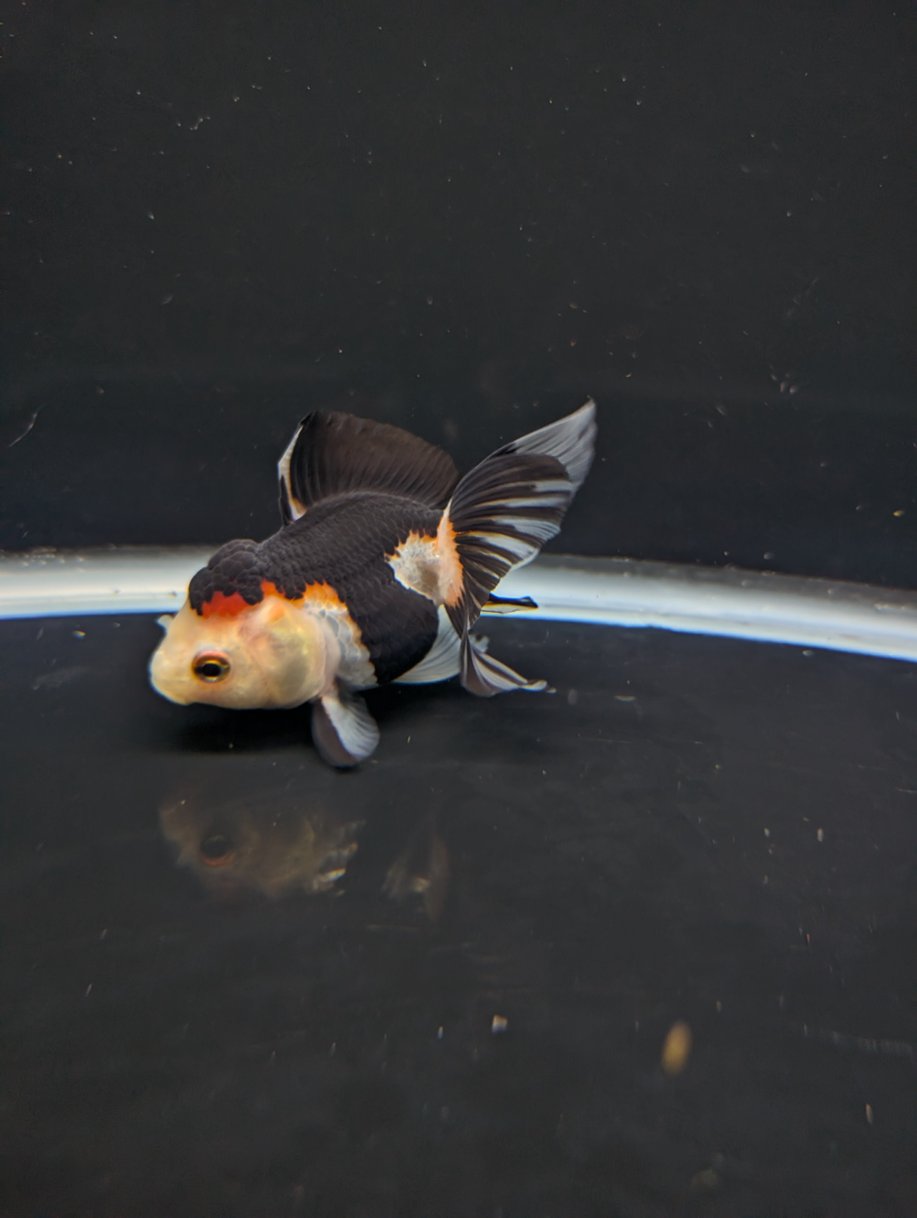 Juvenile Thai Oranda Tricolor Panda 3.5"in.  ID#821T1A-024