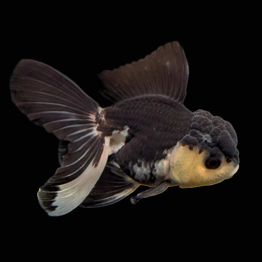 Thai Juvenile Oranda Panda 3.5"-4"in.  ID#731T1A-054