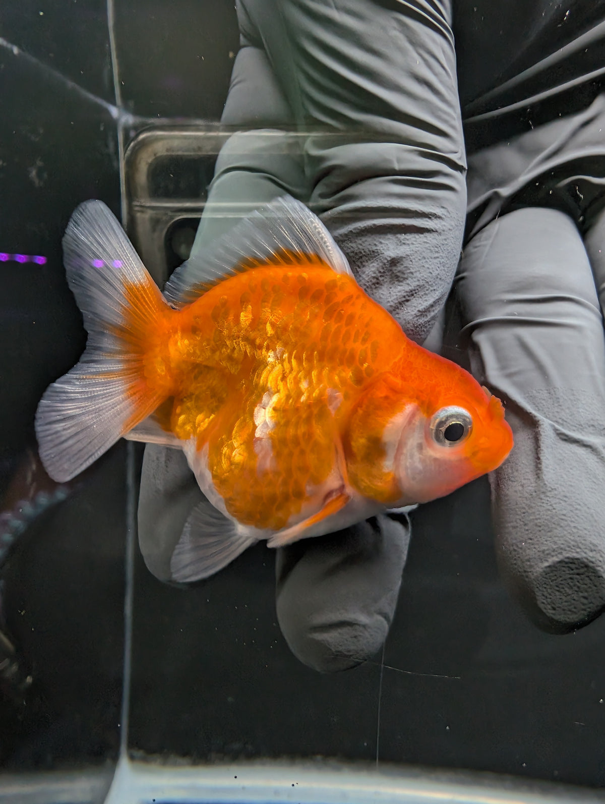 Baby Thai Shogun Oranda Red White 2"-2.5" in. ID#1016BSG11A-006