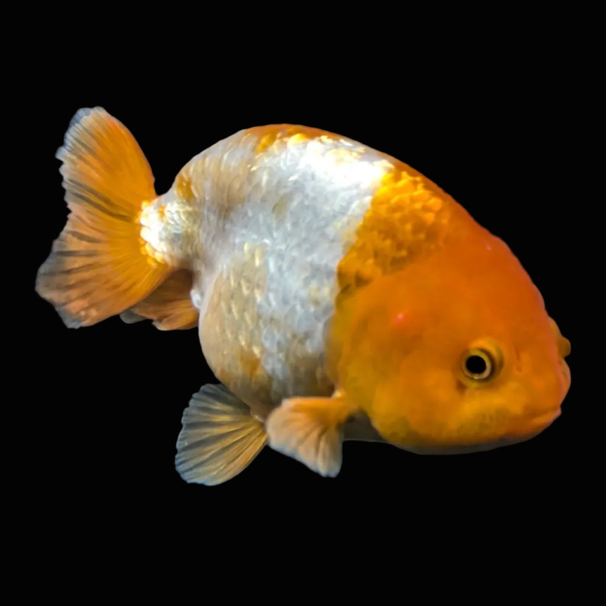Ranchu Red White 4"-4.5"in. ID#821R4A-057