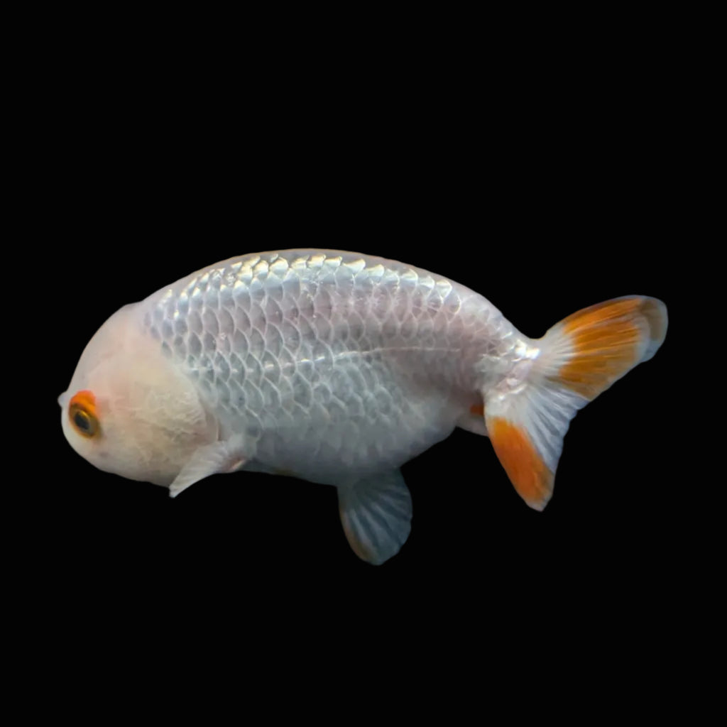 Ranchu Red White 3.5"-4"in. ID#821R4A-052
