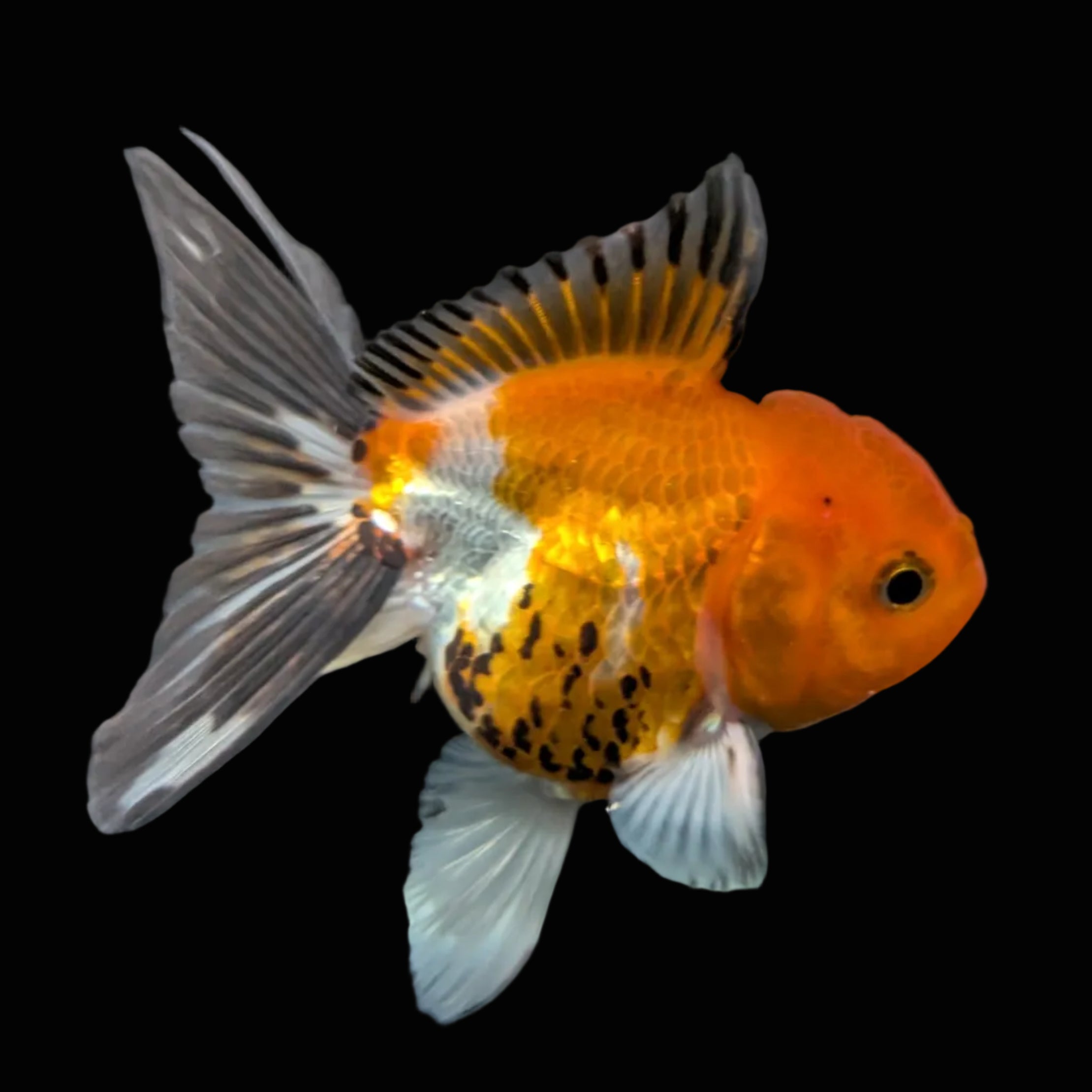 Juvenile Oranda Tricolor 3.5"-4" in.  ID#501T2A-003