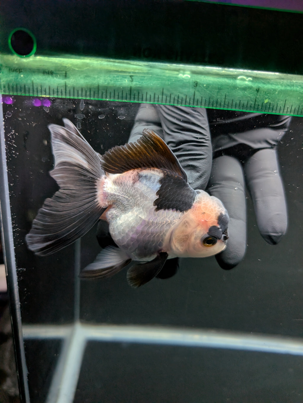 Thai Oranda Panda 4"-4.5"in.  ID#1016T1A-005