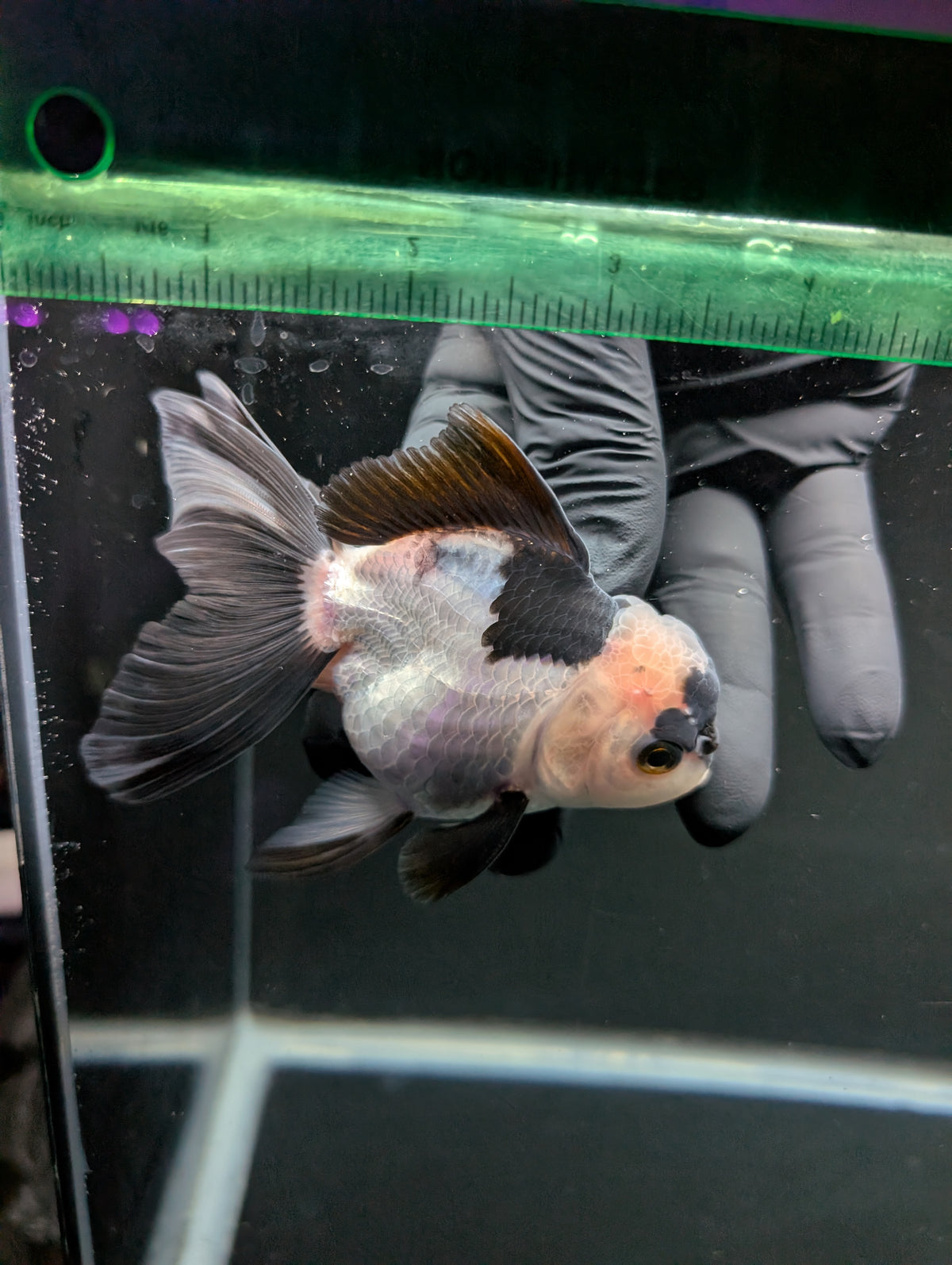 Thai Oranda Panda 4"-4.5"in.  ID#1016T1A-005