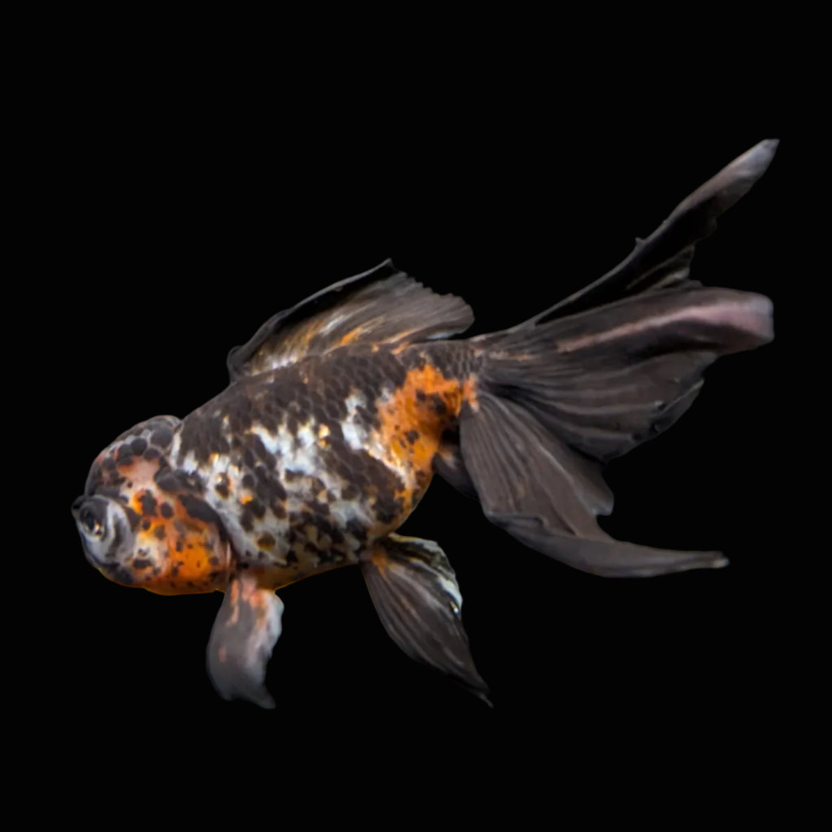 Calico Oranda 4.5"-5"in. ID#911LB2A-001