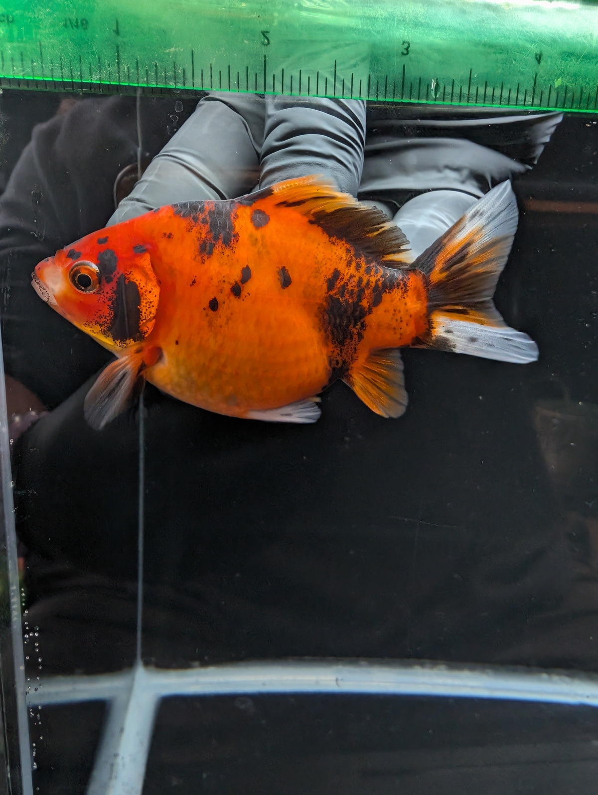Tamasaba Calico 4" in. ID#1023TM1B-022