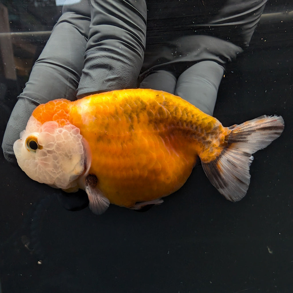 Jumbo Ranchu Calico 3.5"- 4" in. ID#717R8A-002