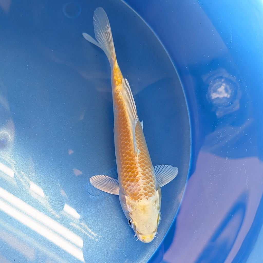 Yamabuki Ogon Koi  5"-6"in. ID#806BFK-011