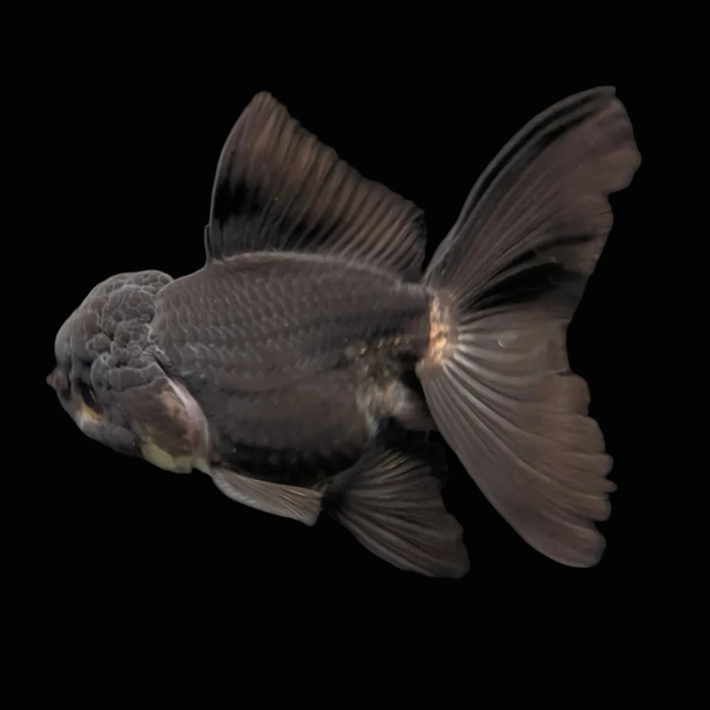 Thai Juvenile Oranda Panda Black 3"-3.5" in.  ID#724T1A-030