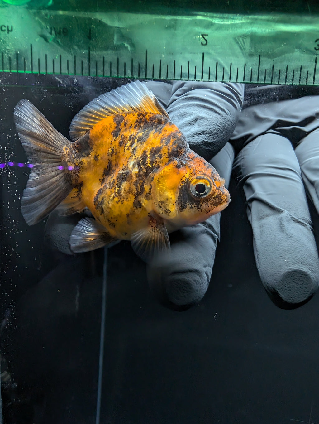 Baby Thai Shogun Oranda Tiger Calico 2"-2.5" in. ID#1016BSG11A-005