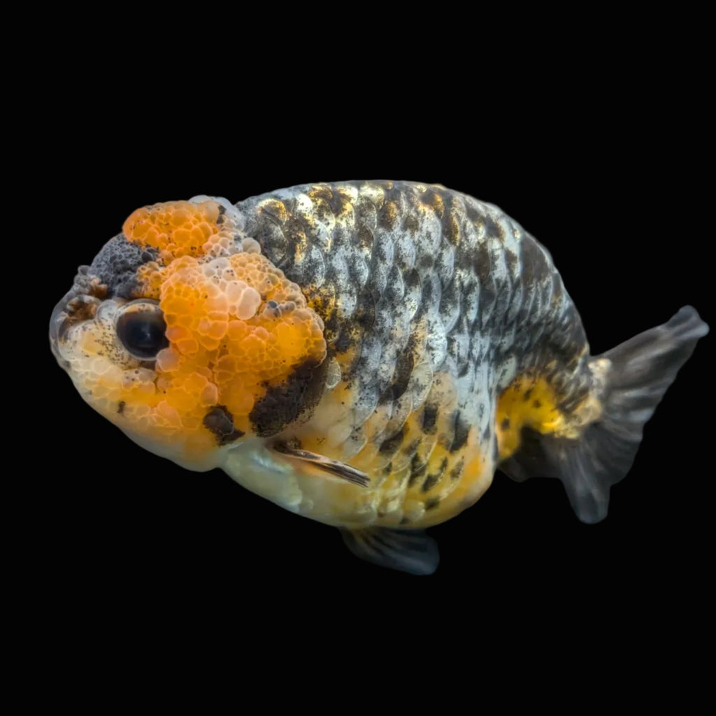 Jumbo Ranchu Kirin Calico 4.5"-5" in. ID#828R8A-051