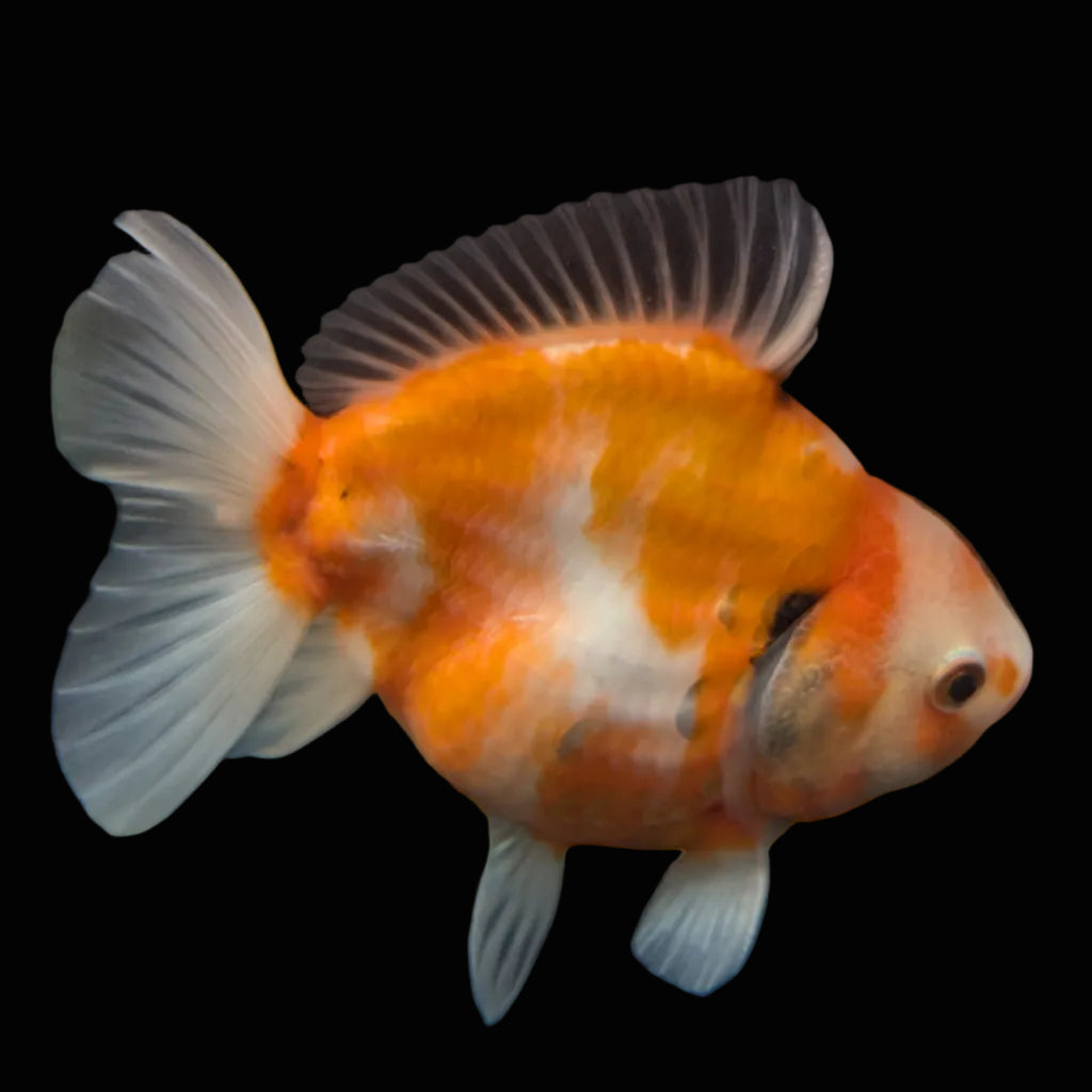 Jumbo Oranda Yuan Bao  Sakura   4"-4.5"in. ID#807SB13A-005