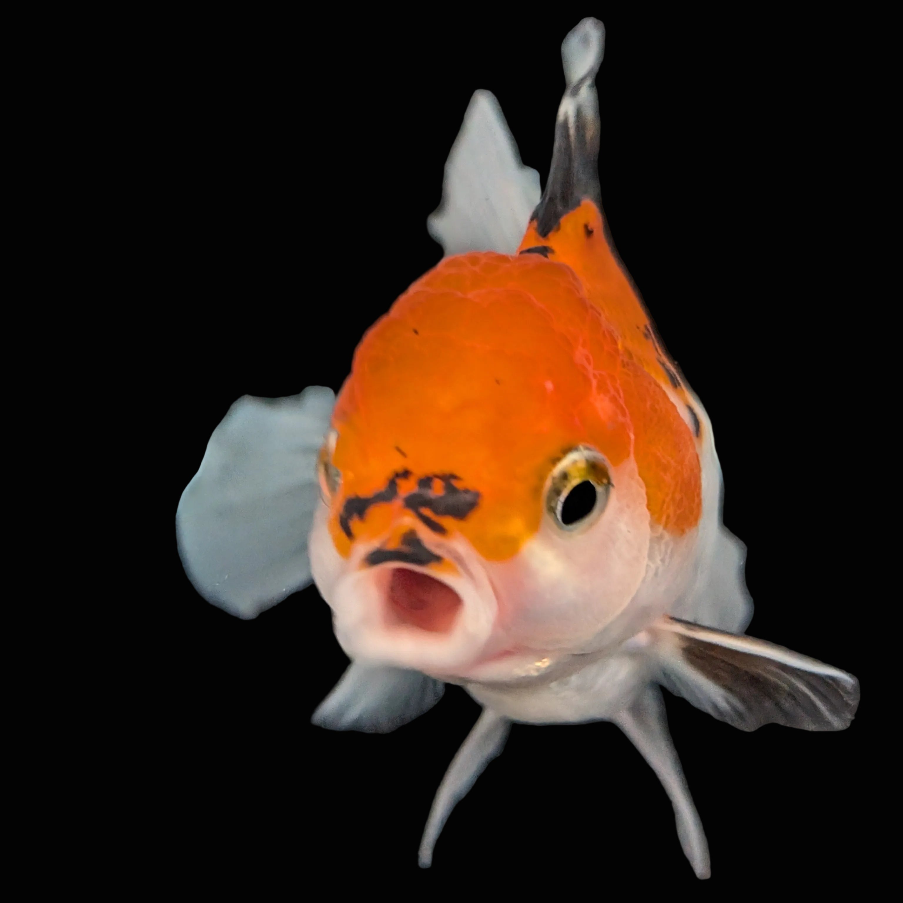 Juvenile Oranda Tricolor 3.5"-4" in.  ID#410T8A-016