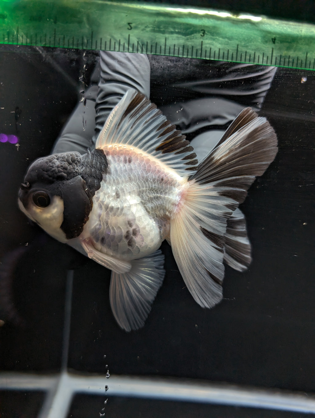 Thai Oranda Panda 4"-4.5"in.  ID#1023T1A-022