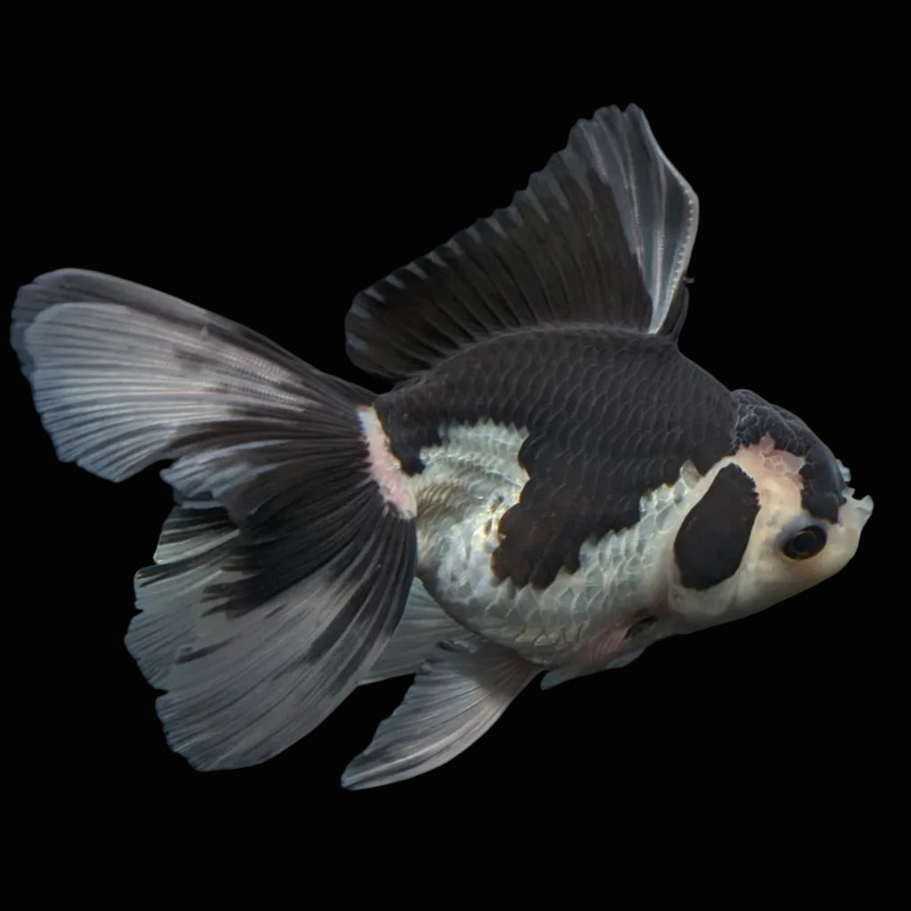 Thai Oranda Panda  4.5"-5"  ID#718T5B-001