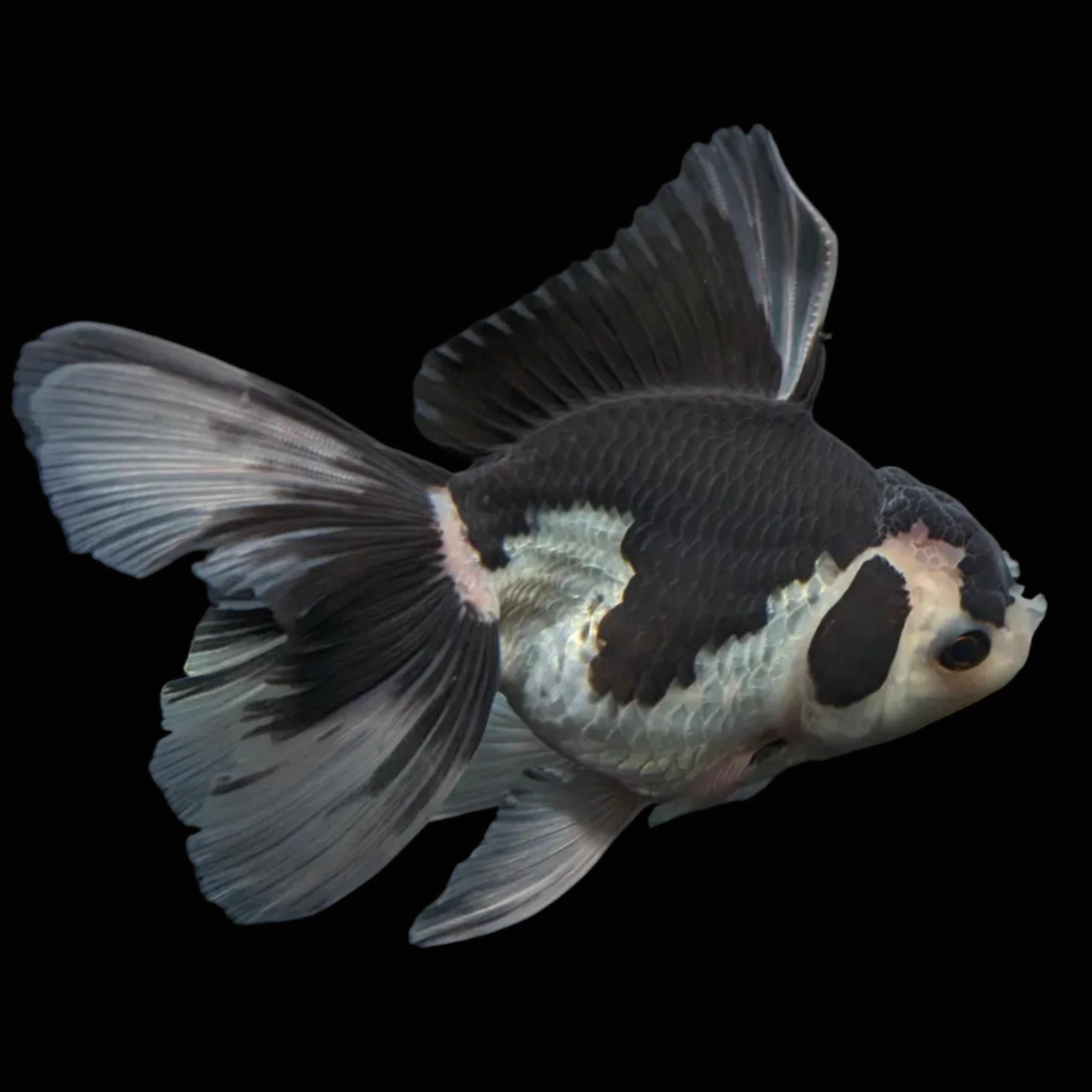 Thai Oranda Panda  4.5"-5"  ID#718T5B-001