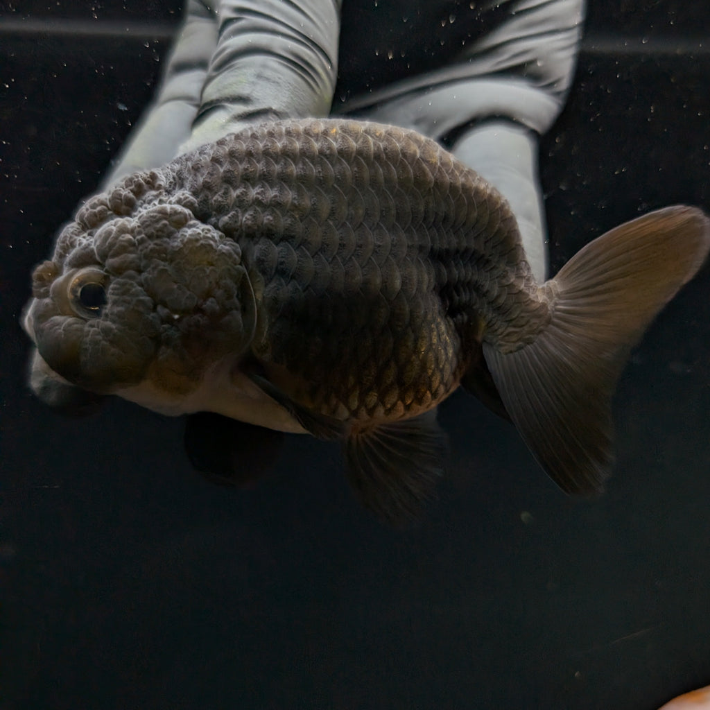 Jumbo Ranchu Black 3.5"- 4" in. ID#710R8A-025
