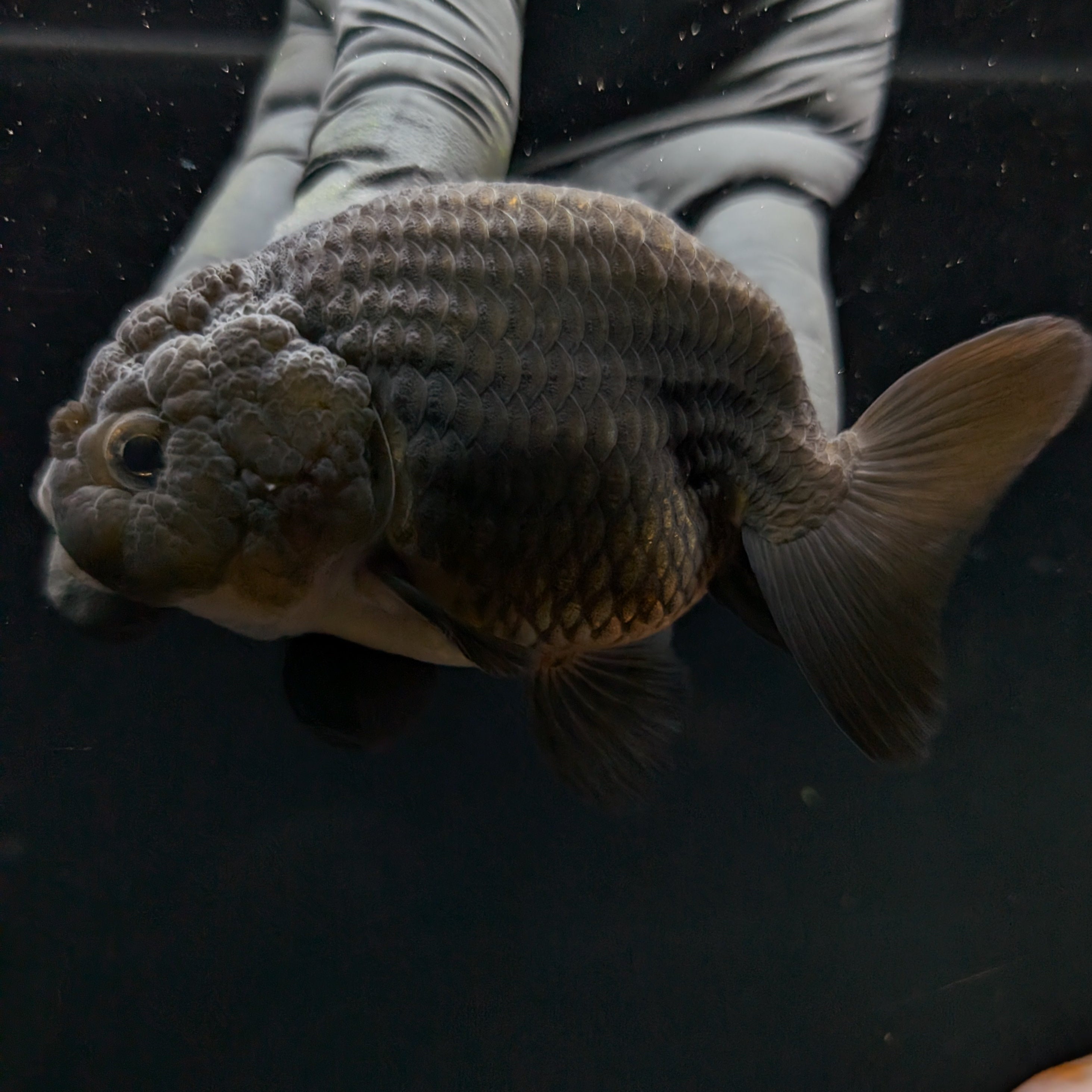 Jumbo Ranchu Black 3.5"- 4" in. ID#710R8A-025