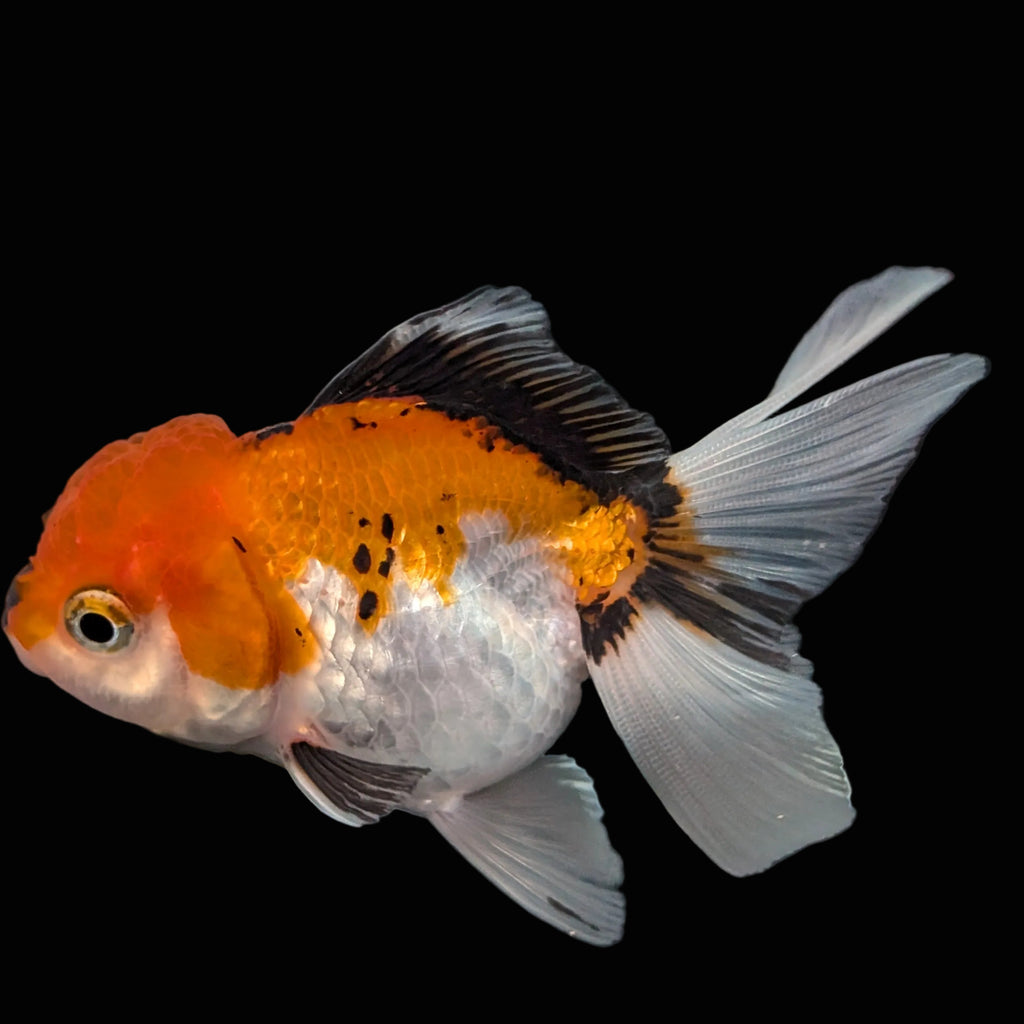 Juvenile Oranda Tricolor 3.5"-4" in.  ID#410T8A-016