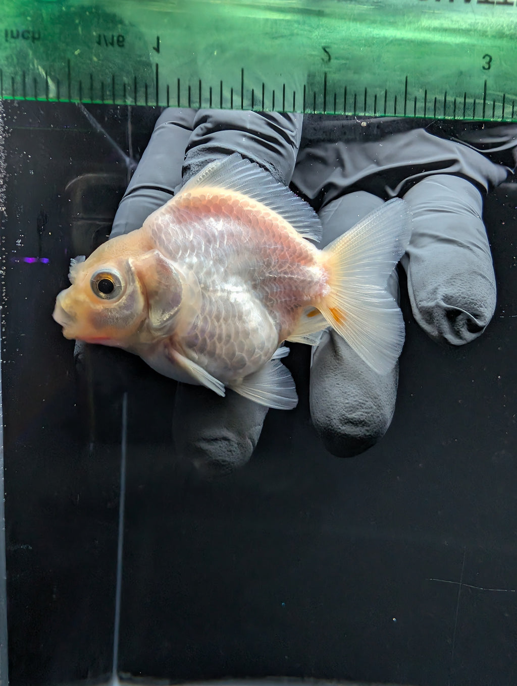 Baby Thai Shogun Oranda White 2"-2.5" in. ID#1016BSG11A-008