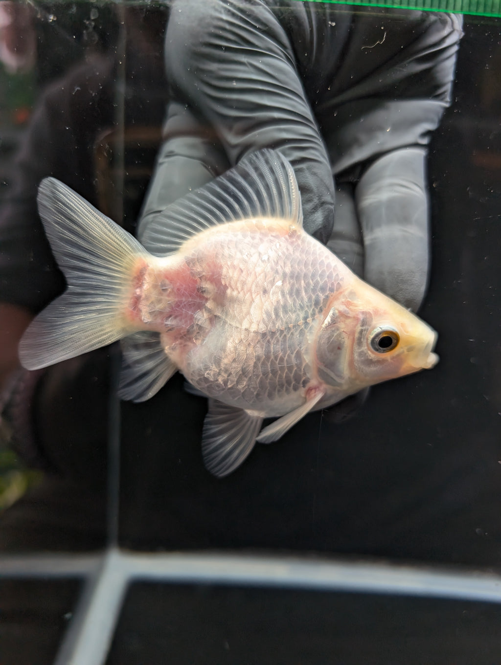 Tamasaba White 3.5"in. ID#1023TM1B-025