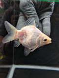 Tamasaba White 3.5"in. ID#1023TM1B-025