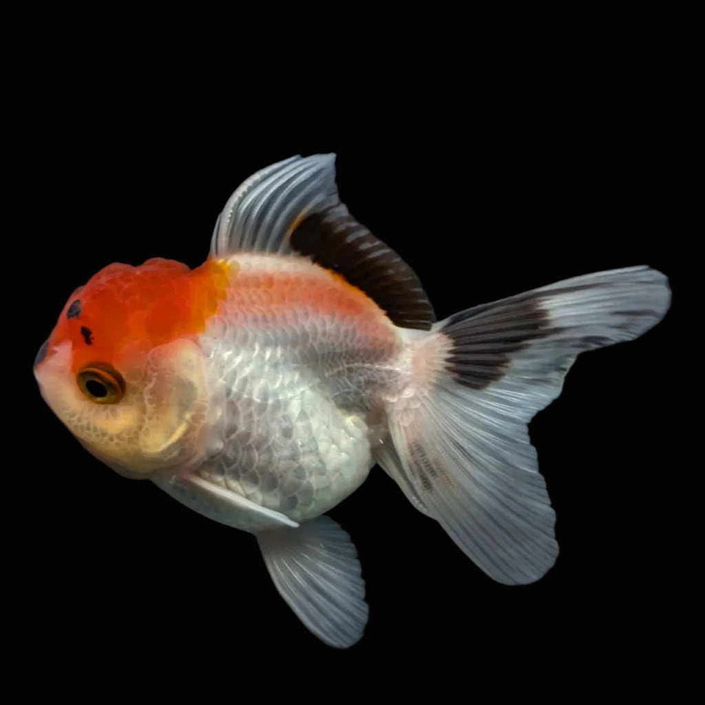 Juvenile Oranda Tricolor 3.5"-4" in.  ID#424T1A-007