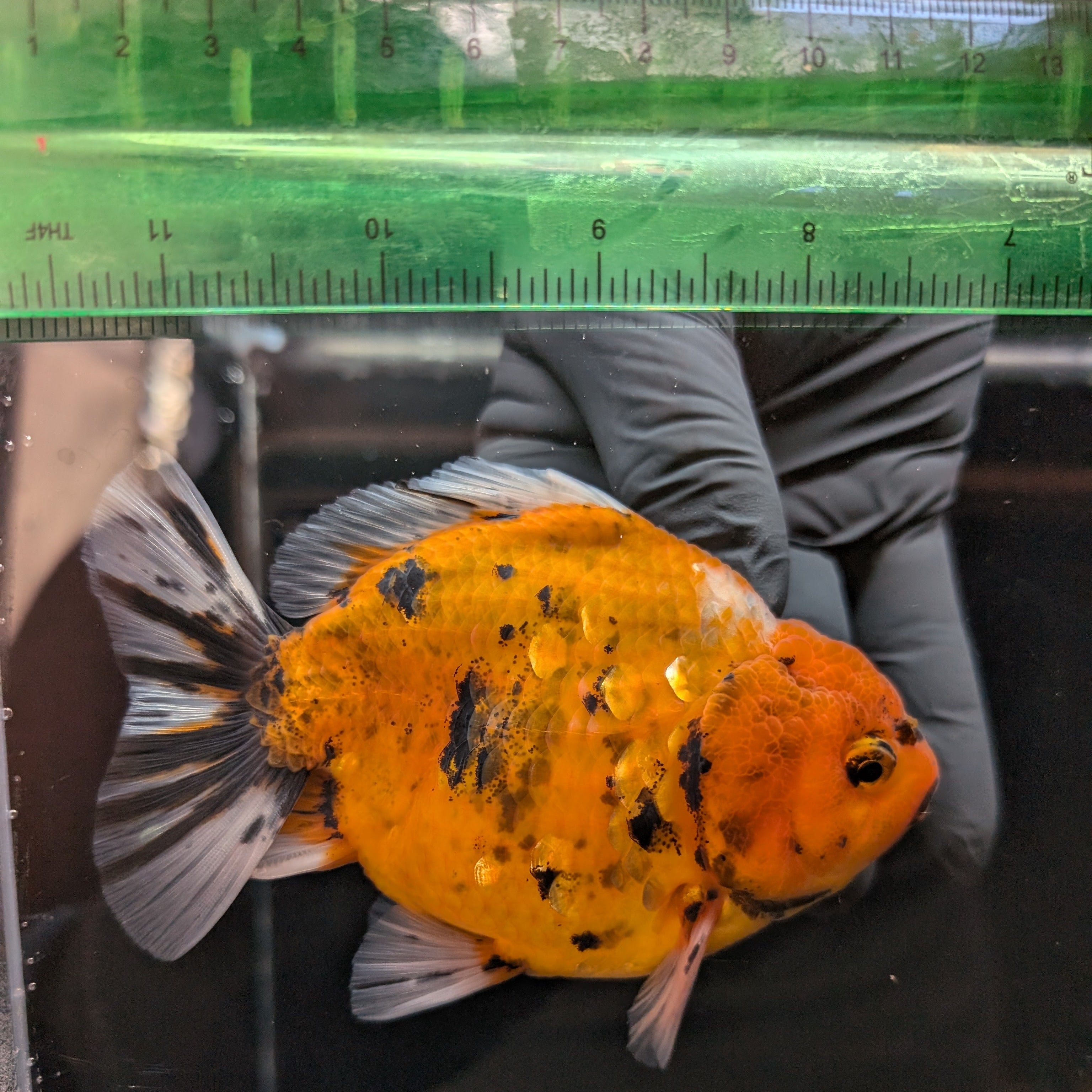 Jumbo Oranda Yuan Bao Calico   4"-4.5"in. ID#807SB13A-001