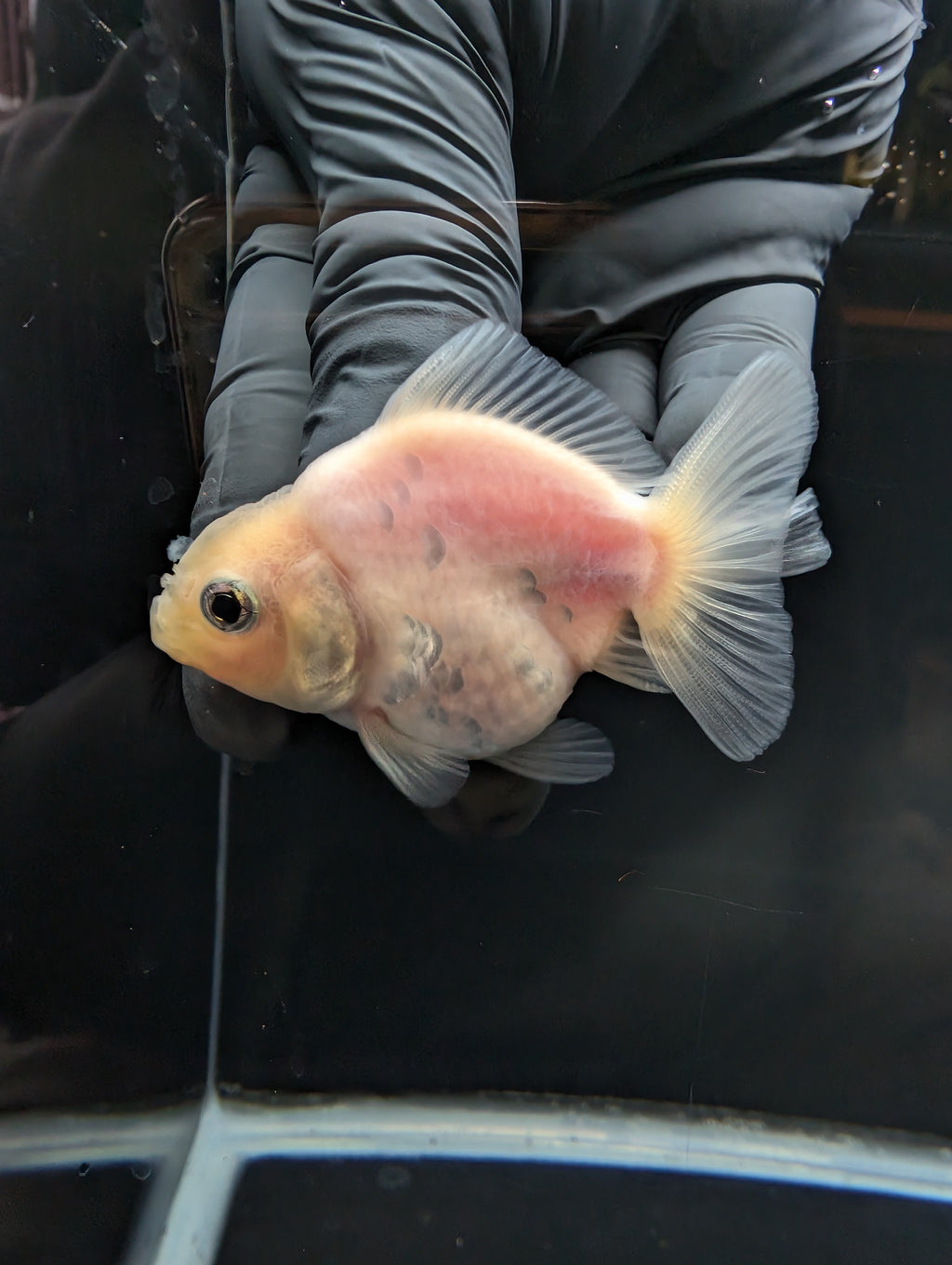 Baby Thai Shogun Oranda White 2"-2.5" in. ID#1023BSG11A-023