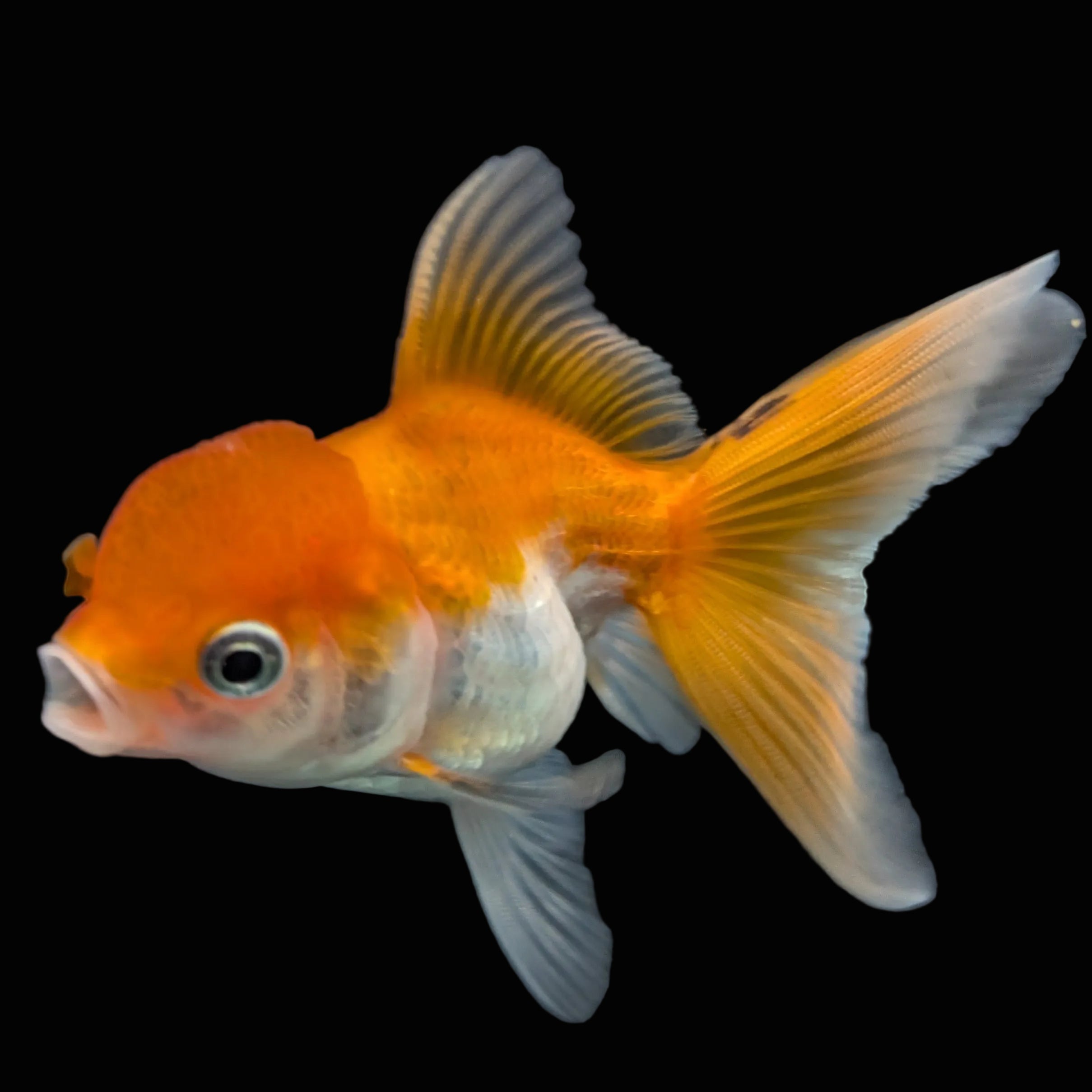 Thai Juvenile Oranda Red White 3"-3.5" in.  ID#724T1A-028