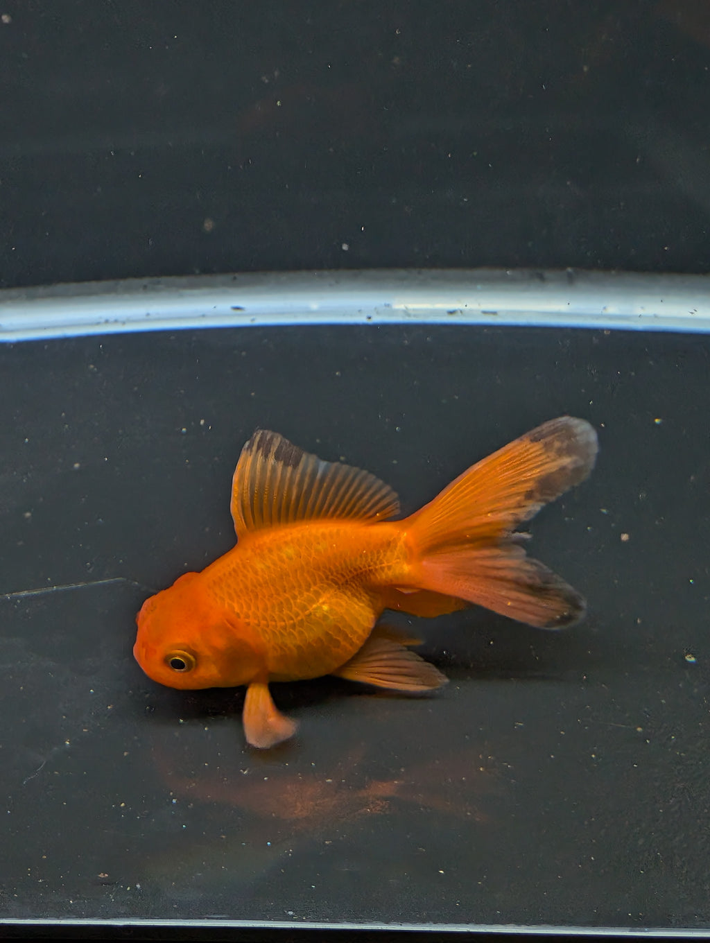 Juvenile Oranda Red Black 3"-3.5"in.  ID#522T1A-005