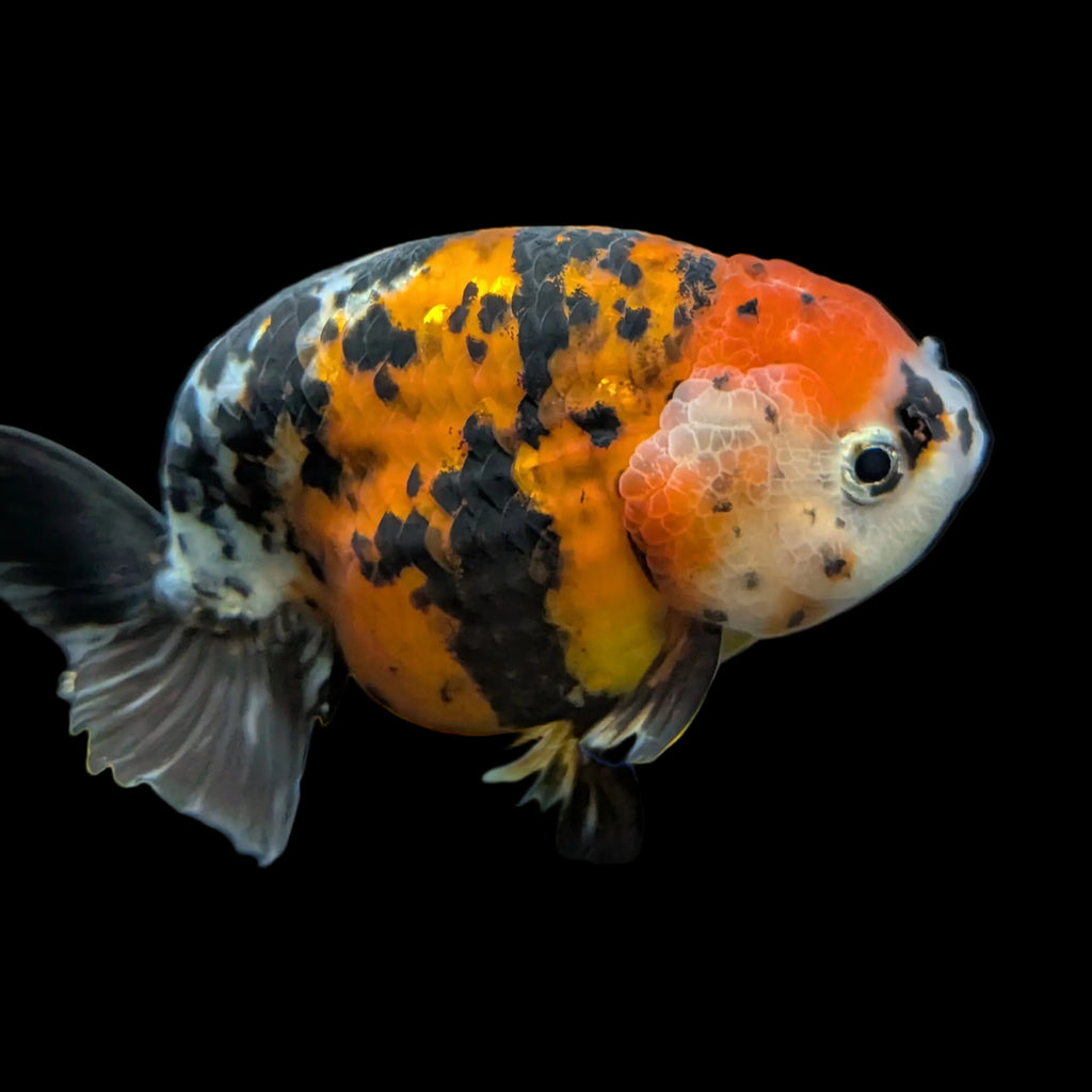 Jumbo Ranchu AA Grade *Special Color Tiger Calico 5" in. ID#116R4B-04