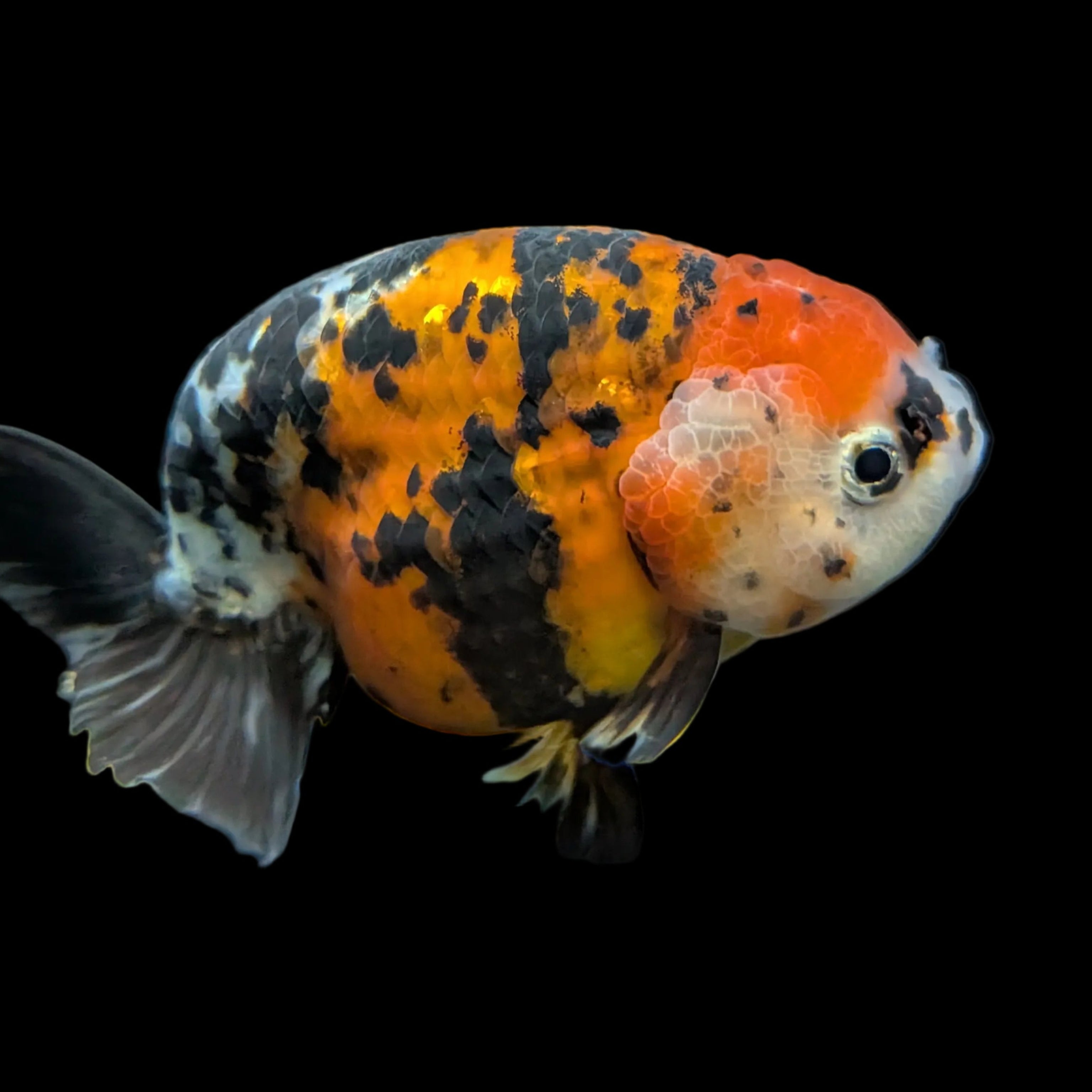 Jumbo Ranchu AA Grade *Special Color Tiger Calico 5" in. ID#116R4B-04