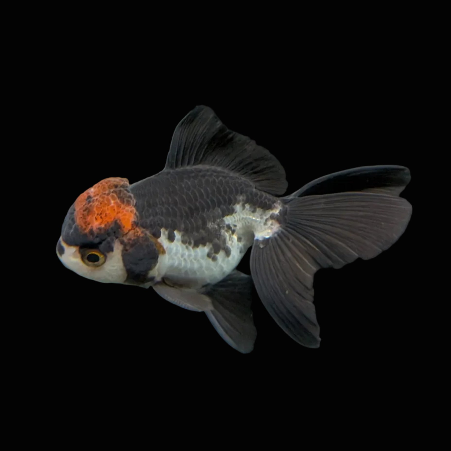 Juvenile Oranda Tricolor 3.5"-4" in.  ID#424T1A-004