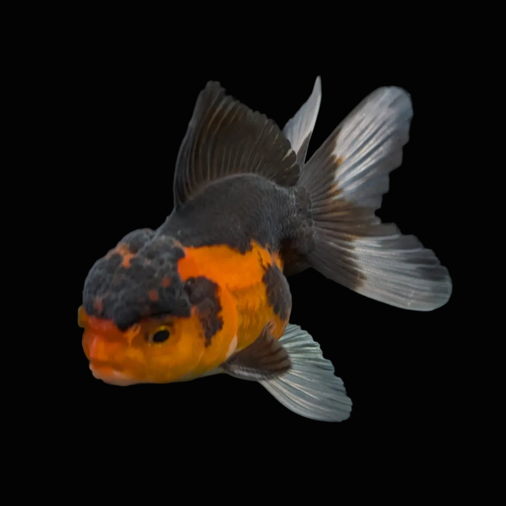Juvenile Oranda Tricolor 3.5"-4" in.  ID#417T7A-010