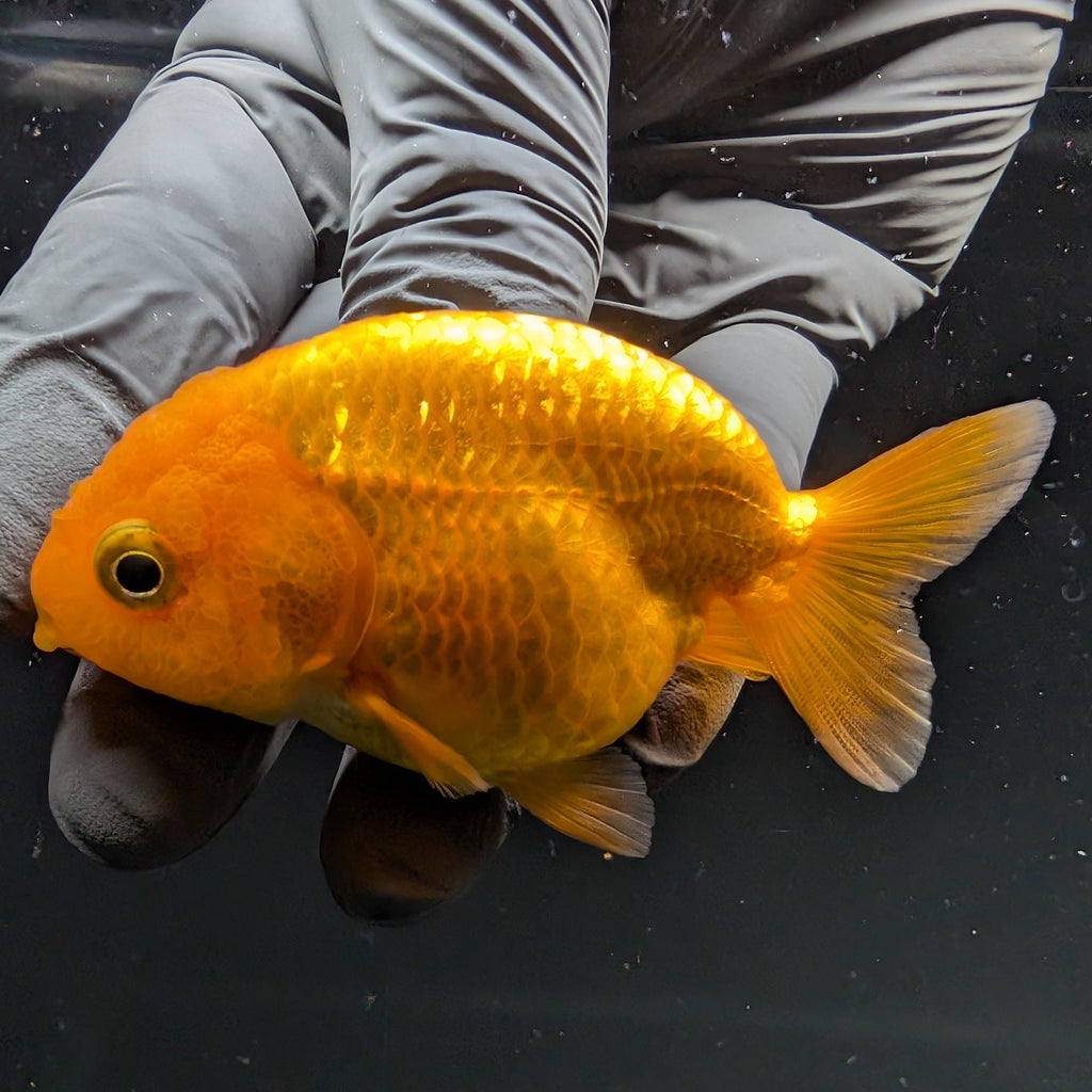 Ranchu Red White 2.5"-3" in. ID#724R4A-030