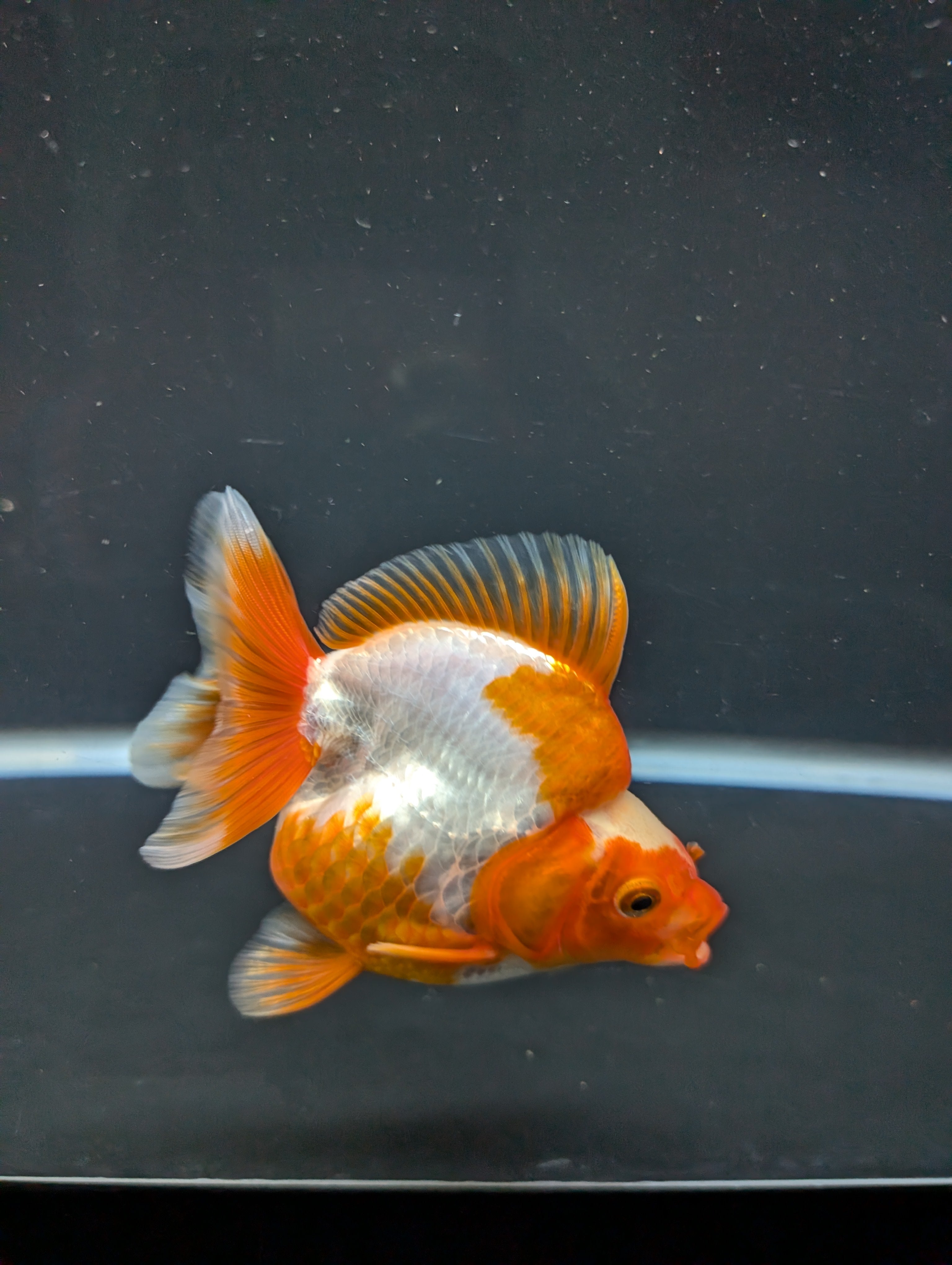 Jumbo Ryukin Short Tail Red White 4.5" in. ID#828STR5B-003
