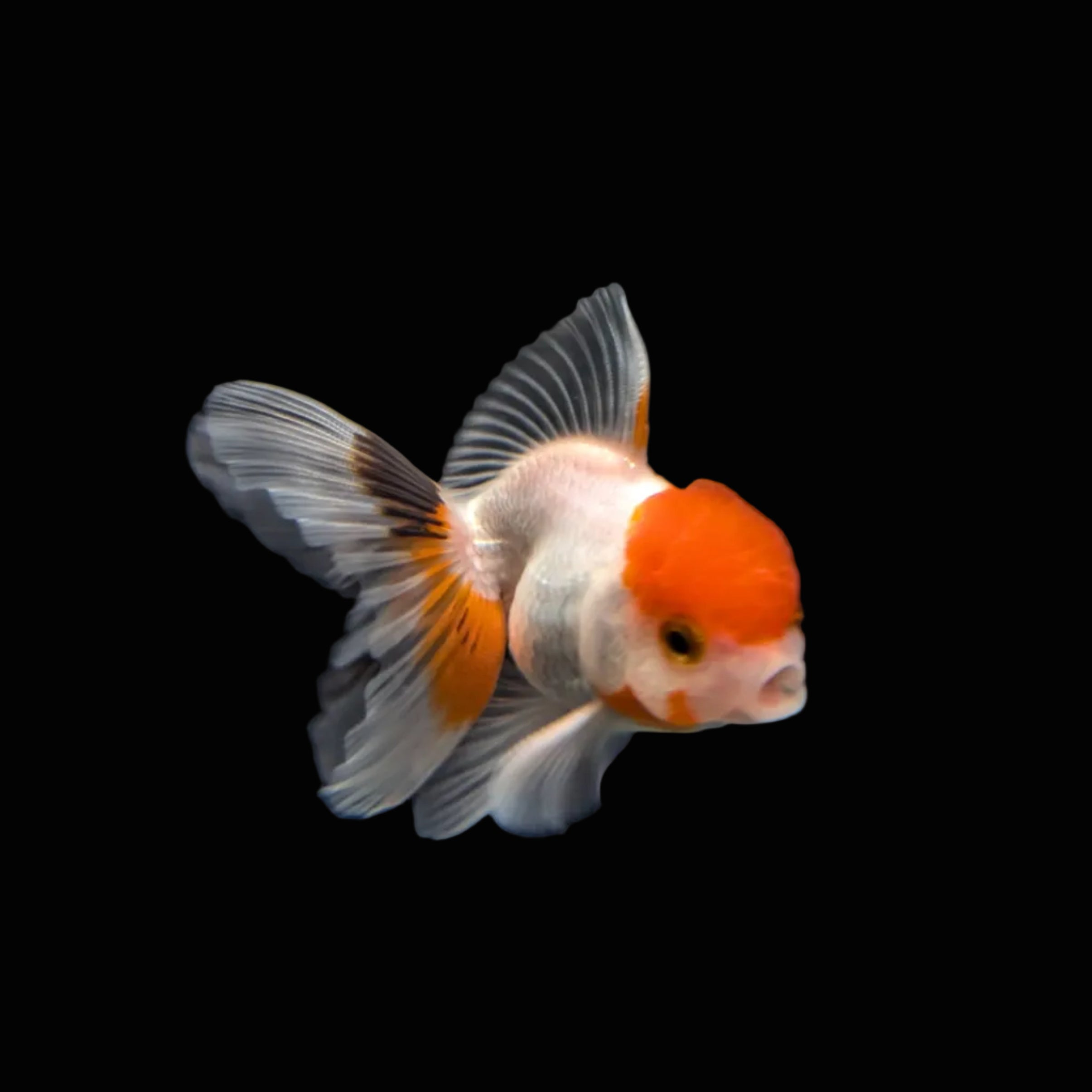 Juvenile Oranda Red Cap 3.5"-4" in.  ID#320T13b-005