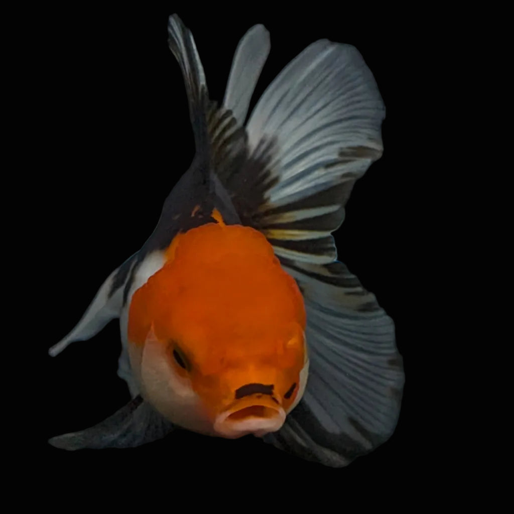 Thai Juvenile Oranda Tricolor 3.5"-4"in.  ID#731T1A-055